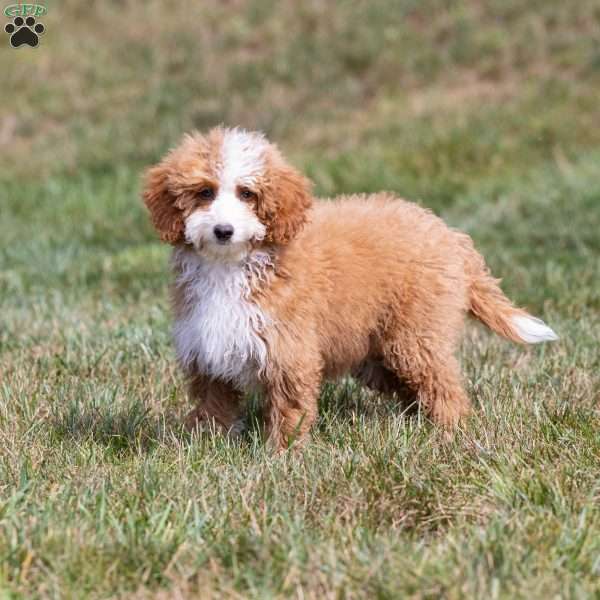 Mochi, Mini Bernedoodle Puppy